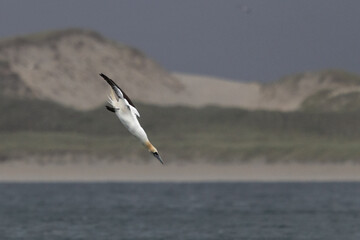 Ganet Diving off Horgabost Beach, Isle of Harris, Scotland