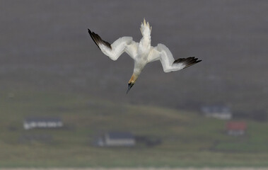 Ganet Diving off Horgabost Beach, Isle of Harris, Scotland