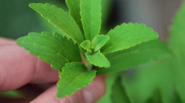 Fresh stevia in hand close-up.Growing stevia in the garden.Natural green plant-based sweetener. 4k footage