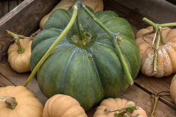 K&uuml;rbisse, Muskatk&uuml;rbis in einer Holzkiste