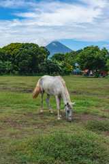 Balgue, Nicaragua - October 10, 2025: A horse grazing on a soccer field in Balgue, Ometepe Island, Nicaragua.