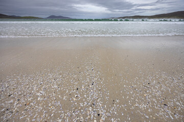  Shells on Luskentyre Beach, Isle of Harris, Scotland