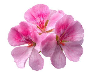 Obraz premium Close-up of three delicate pink geraniums. Soft petals, blended pink and white. High-quality image, isolated against black