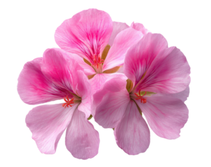 Close-up of three delicate pink geraniums.  Soft petals, blended pink and white.  High-quality image, isolated against black