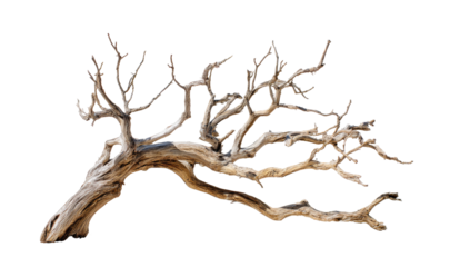 Dead branch, intricate, gnarled, reaching
