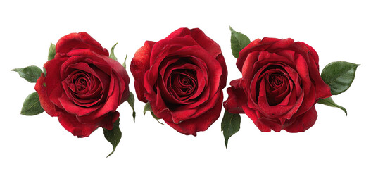Three vibrant red roses in a horizontal arrangement © adri