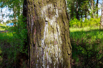 White silhouette of a man or angel appearing on a tree trunk, pareidolia effect