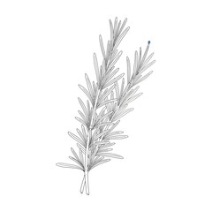 green plant isolated on white