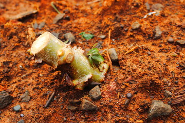 Young cassava stem cutting sprouting new leaves in red soil
