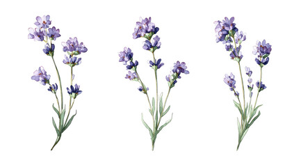 Obraz premium Three sprigs of lavender, detailed illustration