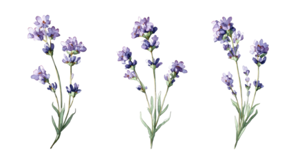 Three sprigs of lavender, detailed illustration