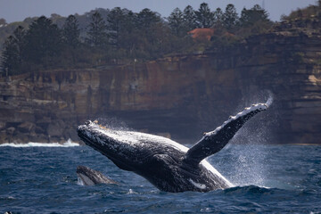 Mother and calf humpback whales off Sydney, Australia while on a whale watching tour. The mother is breaching while the calf is head lunging off the coastline. to protect it from predators.  © Mark