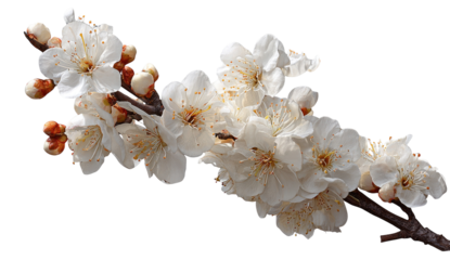 Close-up of delicate white blossoms on a branch, with hints of light brown buds
