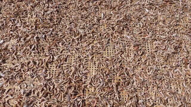 Shrimp fish are being dried on bamboo platforms under the open sky in Dublar Char, Sundarban, Khulna district.