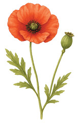 Naklejka premium Wild poppy flower with seed capsule
