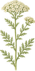 Naklejka premium Yarrow plant with white blossoms