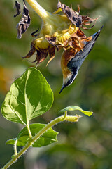 Red-Breasted Nuthatch hanging upside down from a sunflower