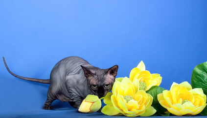 A grey sphinx cat walking on blue background.