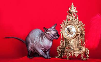 A grey sphinx cat at the clock on red background.
