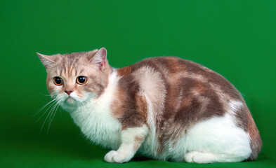 A purebred scottish straight male cat on green background.