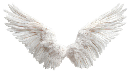 Obraz premium Pair of large, feathery white wings spread wide