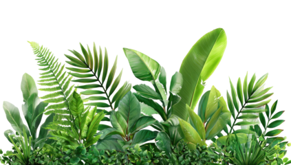 Lush tropical foliage border