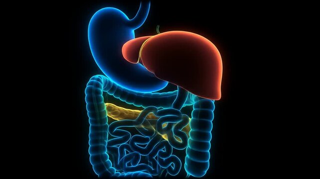 Detailed Medical Illustration of the Human Digestive System Anatomy.