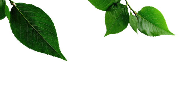Close-up of vibrant green leaves on branches against a black background.  Healthy foliage with sharp edges and subtle veins.  A nature-inspired, minimalist design element