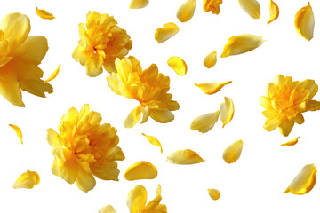 Yellow flower petals and blossoms,  a scattered,  floating design