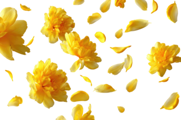 Yellow flower petals and blossoms,  a scattered,  floating design