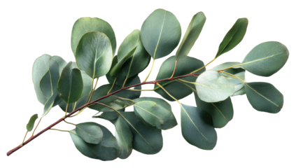 Close-up eucalyptus branch with many leaves