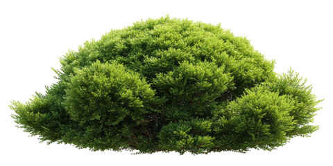 Fototapeta premium Lush green shrubbery clump