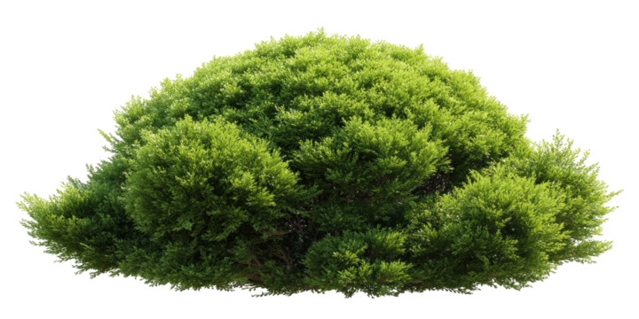 Lush green shrubbery clump
