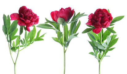 Three peony flowers isolated on white, set