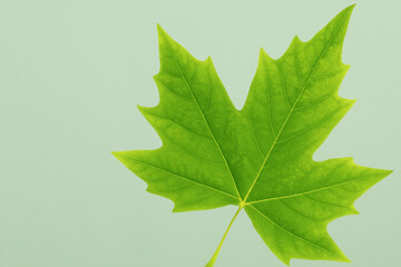  A Stunning Close-up Photograph Captures the Intricate Details of A Vibrant Green Leaf. This Image Showcases The Beauty And Complexity of Nature, Perfect for Projects Related to Environment, Botany ..