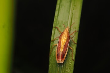 The rice ladybug is a straw-colored insect that is about 3/8 to 1/2 inch (about 1-1.3 cm) long. 