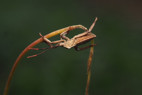 The insect in this picture is most likely a type of leaf-footed bug, perhaps&nbsp;Acanthocephala femorata.&nbsp;