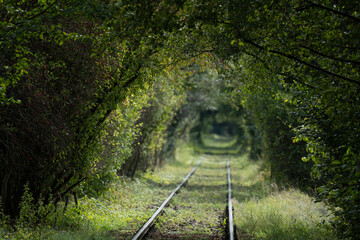 railway line in the forest tunnel