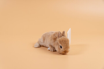 Adorable furry baby rabbit brown looking at laptop while sitting over isolated pastel background. Newborn bunny study information online with small pc with copy sapce. Animal education concept.