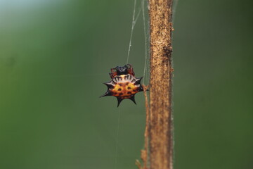Macracantha hasselti is a species of spider belonging to the Araneidae family. This spider is a species native to Asia, spread from India to Indonesia. Typical of this genus, the males of this species
