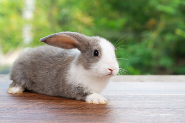 Adorable gray and white baby rabbit lying on wooden floor with green nature background. Perfect for Easter, pet care, animal themes, and cute wildlife photography.