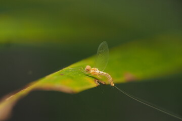 Mayflies (Order Ephemeroptera) are an order of winged hemimetabolous insects that live in freshwater ecosystems. This insect is distributed in almost all freshwater environments in the world.