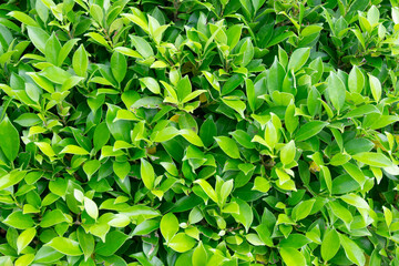 background of green leaves of korean banyan tree