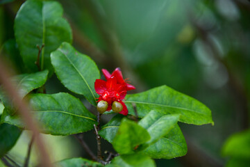 flower, red, beautiful, 매크로, 가지, 분홍, 여름, 근접, 개화, 뜰, 나뭇잎, 로즈, 네이처, 식물