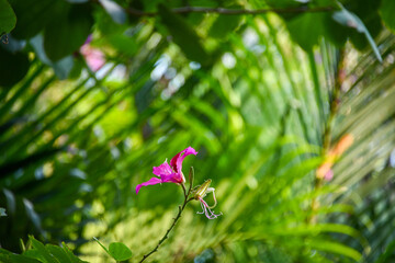 들꽃, 목초지, 들판, 난폭한, 보라, 나뭇잎, red, 개화, 여름, 보라색, 분홍, 식물, 네이처, flower