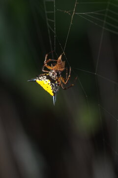 The spider in this image is most likely a female of the genus&nbsp;Gasteracantha, commonly known as the spiny orb-weaver spider.&nbsp;