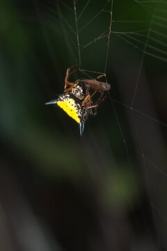 The spider in this image is most likely a female of the genus&nbsp;Gasteracantha, commonly known as the spiny orb-weaver spider.&nbsp;