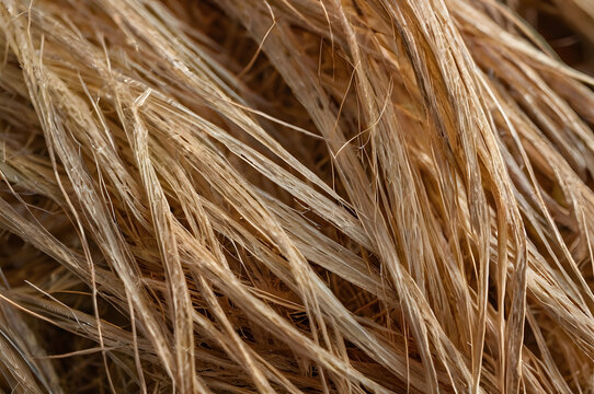 Con textura de verano, las espigas de trigo y cebada amarilla de la cosecha en la campa muestran la agricultura y la naturaleza en un plano macro de cereal y alimento