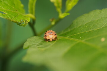 Fototapeta premium The koksi beetle is also known as the&nbsp;ladybug&nbsp;or&nbsp;ladybird&nbsp;in Western countries.&nbsp;