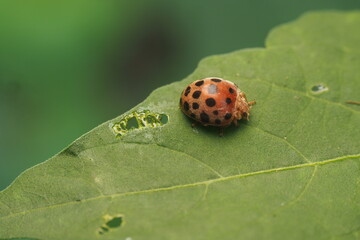 Fototapeta premium The koksi beetle is also known as the&nbsp;ladybug&nbsp;or&nbsp;ladybird&nbsp;in Western countries.&nbsp;